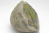 Iridescent, Rainbow-Pyrite Septarian Nodule - Russia #207236-2